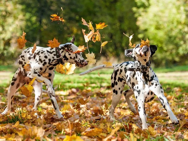 Tis the Season - Fall and Winter Tips for Life with your Furry Friend