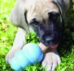 KONG Ziggies Puppy Recipe Teeth Cleaning Dog Chew Large